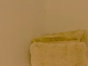 Ammellia_